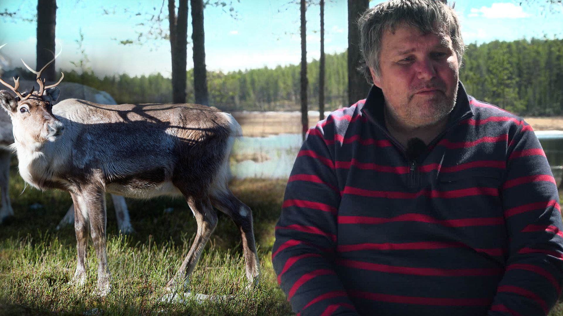 Lars Ola mordhotades: ”Skulle skjuta både oss och renarna”