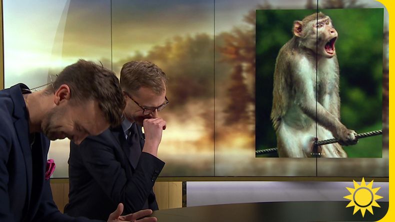 Här är världens roligaste naturfotografi: Apa i obekväm s...