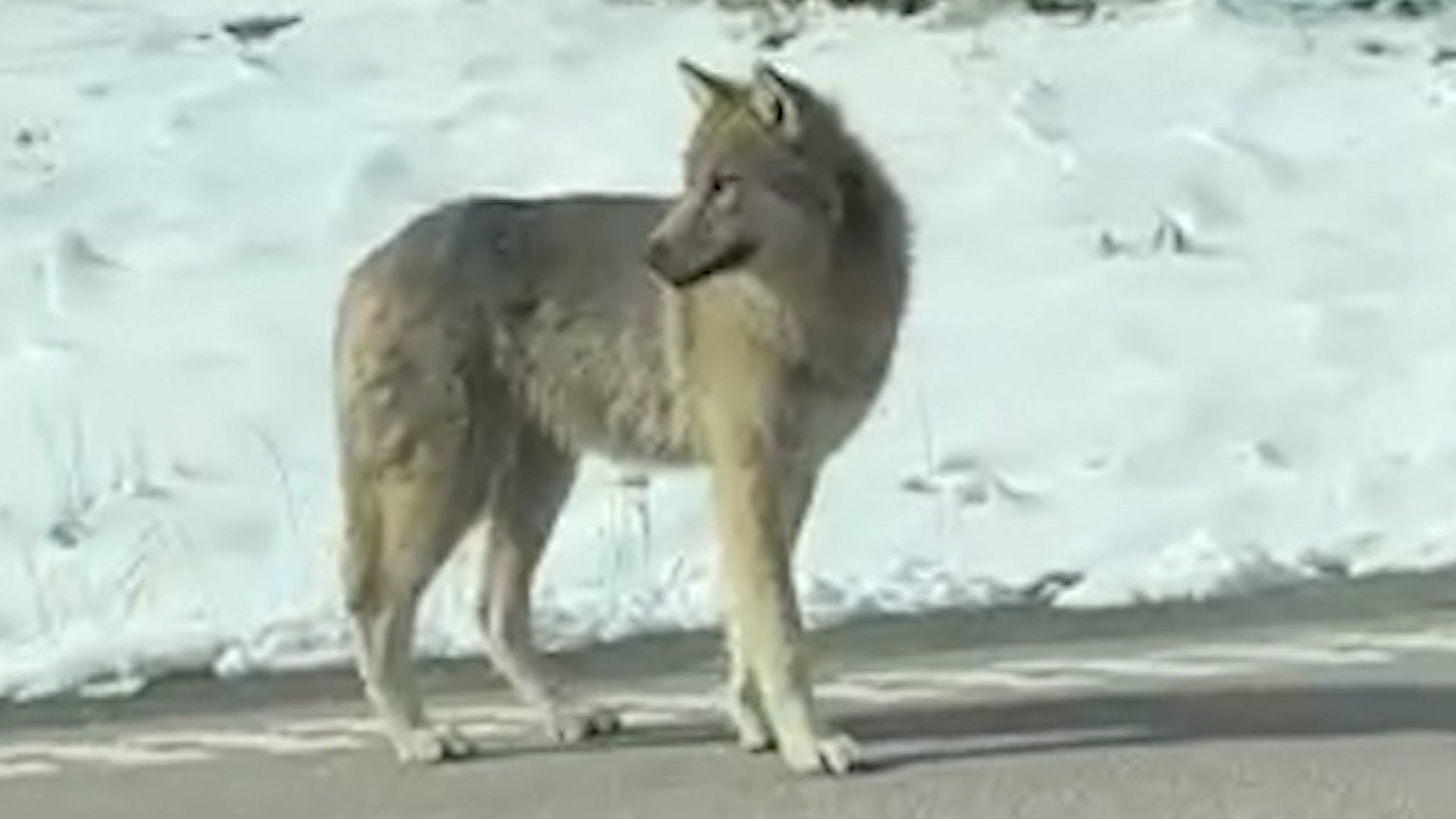 Här springer en varg runt i Arboga “Skolbarn hålls inne