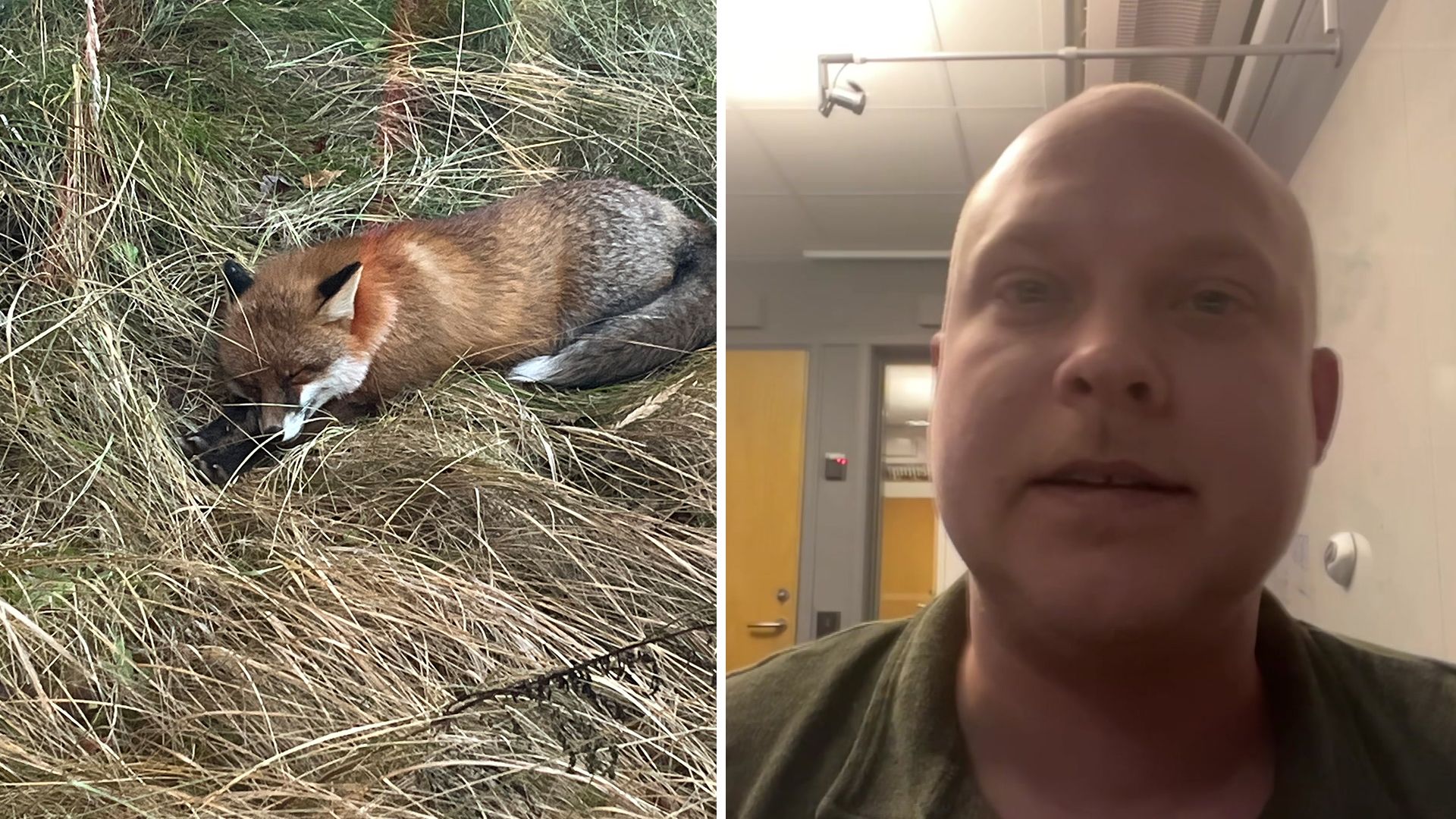 Rävens listiga vinter-lya: ”Innan jobbet kollar vi om räv...