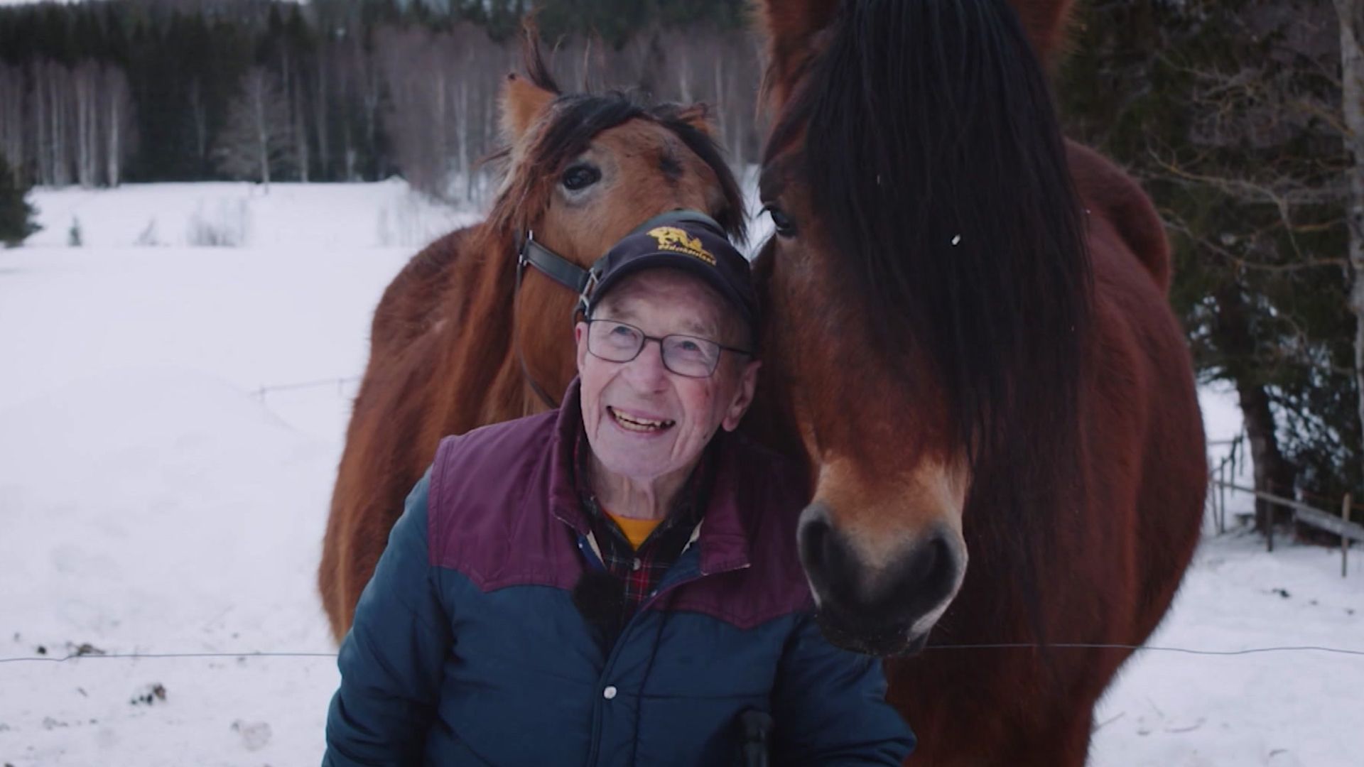 Knut-Erik, 93, föder upp nordsvensk brukshäst: ”De är mit...