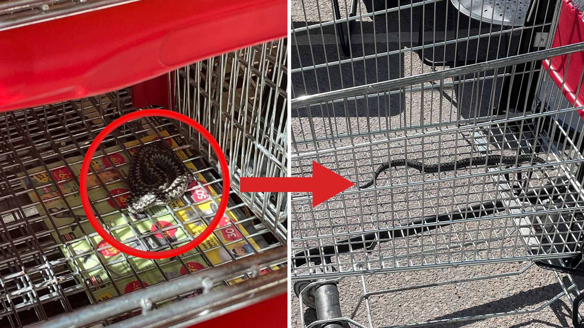 Peter hittade huggorm i kundvagn: ”Agerade på instinkt”
